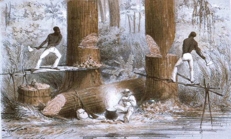 A lithograph by J. McGahey of men felling Mahogany trees, ca 1850